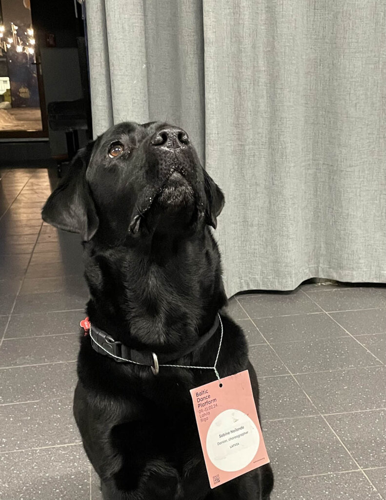 Morocco, a black labrador, wears the Baltic Dance Platform name tag of her owner round her neck.