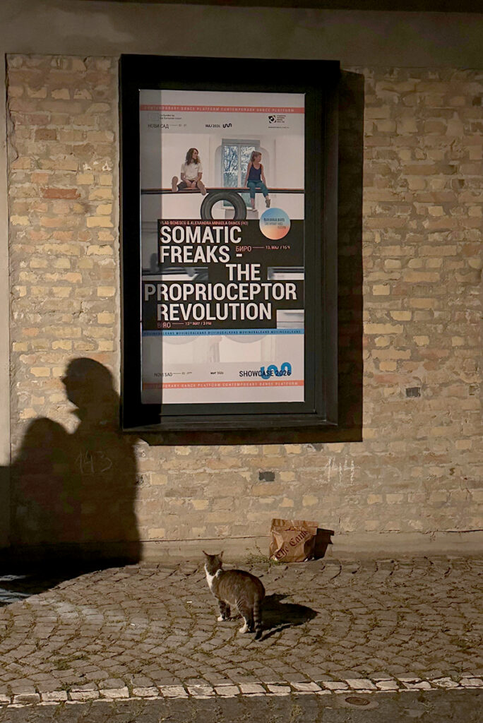Cat in a street looking up at performance poster on a wall
